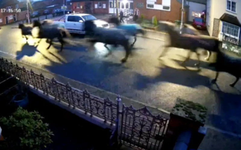 12 Con Ngựa Gây Hỗn Loạn Trên Phố Yên Bình Ở Anh, Dân Địa Phương Kinh Ngạc