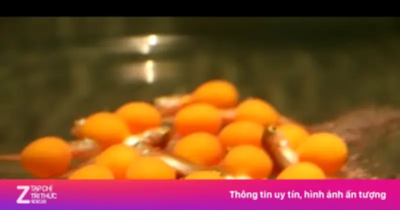 13 Người Thanh Hóa Ngộ Độc Sau Khi Ăn Trứng Cá Rồng, Bộ Y Tế Khẩn Trương Điều Tra