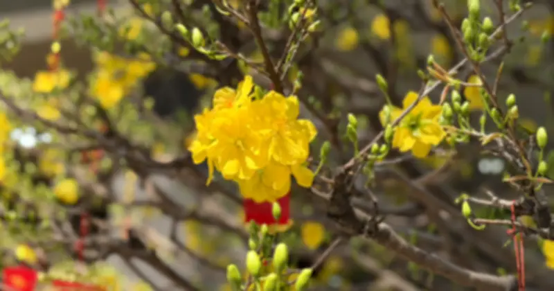 Du lịch Tết 2026: Người Việt 'đi xa, ở sang', Việt Nam hút khách quốc tế mạnh mẽ