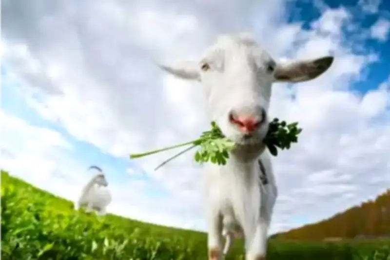 3 Con Giáp May Mắn Tuần Mới: Báo Hiệu Một Năm Hanh Thông, Thịnh Vượng