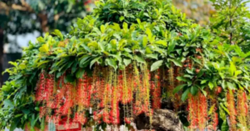 3 loại cây nên trồng trước cửa nhà năm mới: Hút tài lộc, đẹp sang, mang may mắn