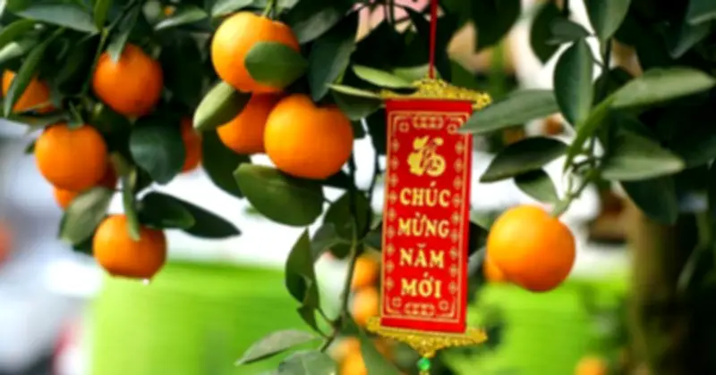 3 Loại Cây Nên Trưng Trong Nhà Dịp Tết Bính Ngọ: Hút Tài Lộc, Tốt Cho Sức Khỏe