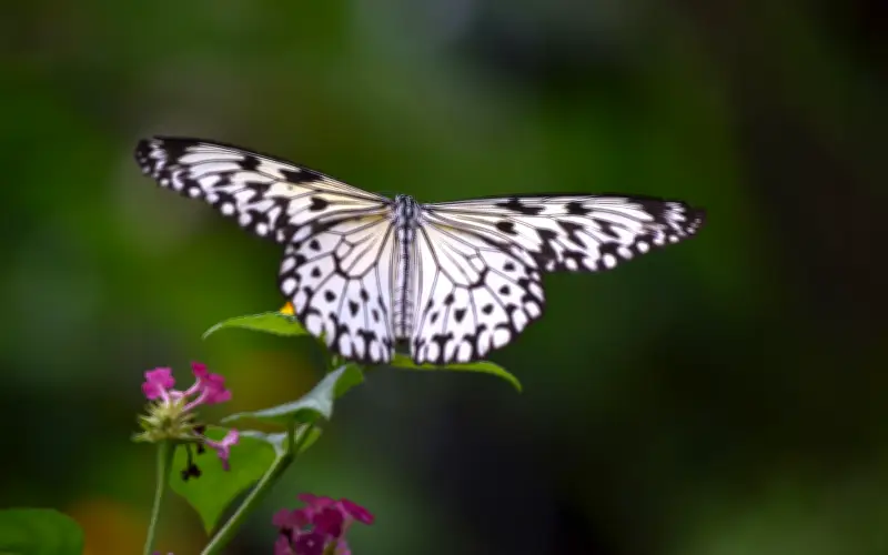 3 Tháng Âm Lịch Sinh Ra Người Phụ Nữ Mang Tài Lộc, Phúc Khí Về Cho Gia Đình