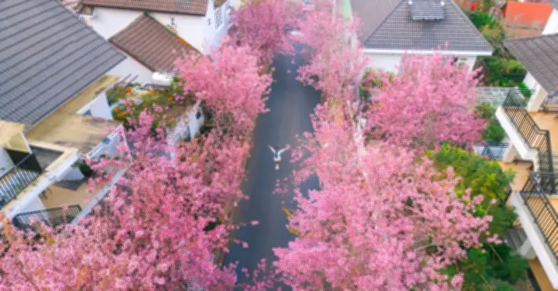 4 Địa Điểm Du Xuân Miền Trung Hấp Dẫn Dịp Tết Bính Ngọ 2026