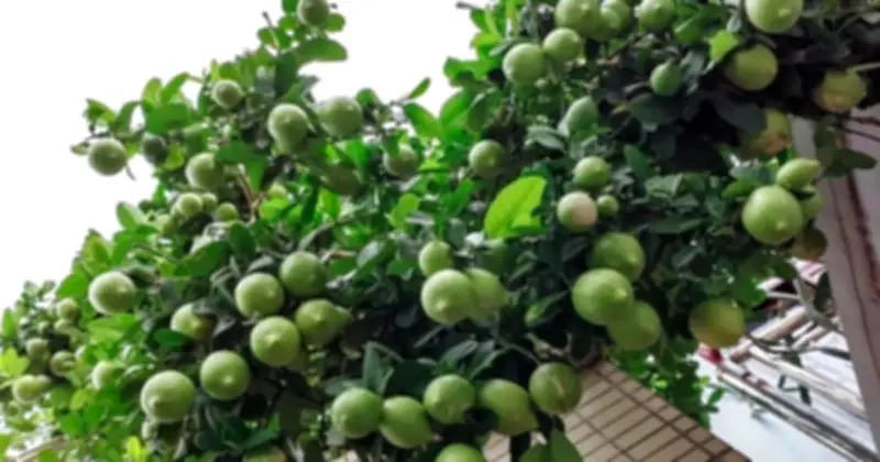 4 Loại Cây Ban Công Dễ Trồng: Vừa Giải Độc Gan, Vừa Mang Lại Vượng Khí