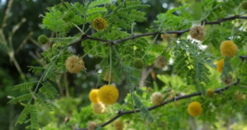 5 Loại Cây Nên Tránh Trồng Trong Nhà Theo Quan Niệm Phong Thủy