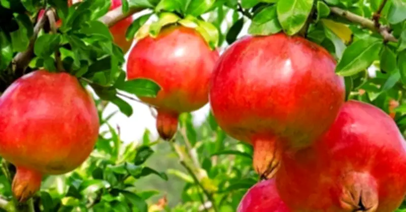 5 Loại Cây Trồng Trước Cửa Để Giữ Bình An, Rước Tài Lộc Về Nhà