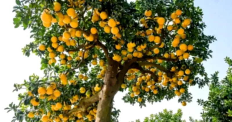 5 Loại Cây Tết Vừa Đẹp Phong Thủy Vừa Tốt Cho Sức Khỏe Gia Đình