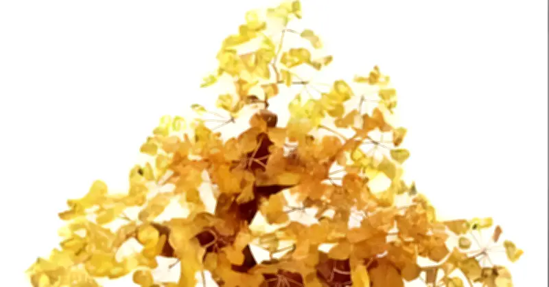 6 linh vật phong thủy giúp hút tài lộc trong căn hộ tiền tỷ