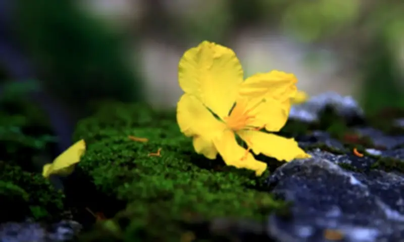 6 loại cây cảnh Tết hút vận may, thanh lọc sức khỏe cho gia đình