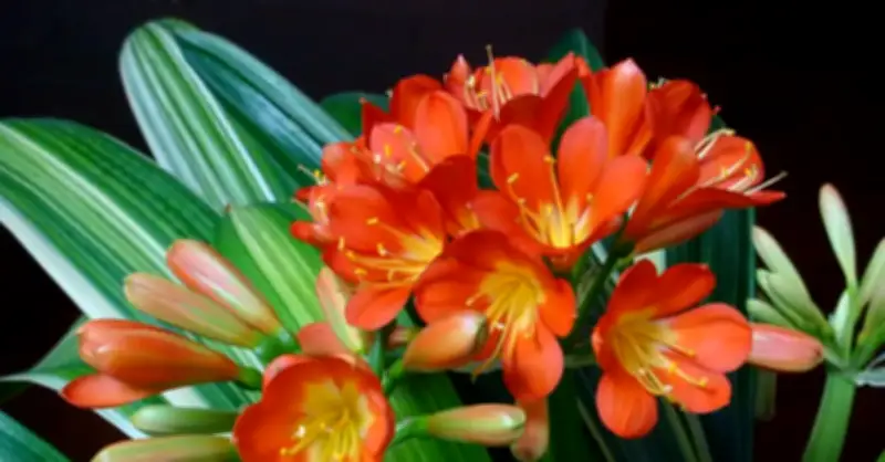 6 loại cây trồng trước bàn thờ Thần Tài để thu hút tài lộc, may mắn