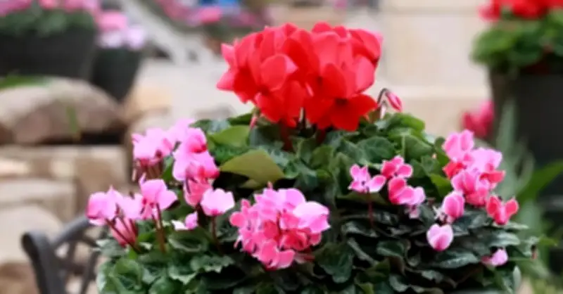 6 Loại Hoa Tết Nên Đặt Phòng Khách: Sang Trọng, Đón Lộc Đầu Năm