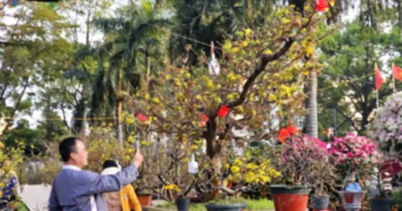 Cặp Mai Cổ Thụ 70 Tuổi Gây Sốt Tại Chợ Hoa Tết Buôn Ma Thuột, Giá Lên Đến Hàng Tỷ