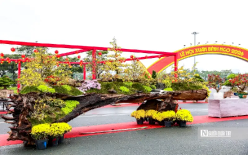 Tác Phẩm Mai Vàng 800 Triệu Đồng Gây Sốt Chợ Hoa Tết 2026 Tại Mỹ Đình