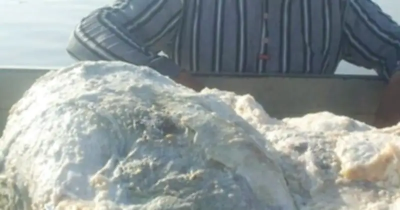 Long Diên Hương: Kho Báu Biển Cả Từ Chất Thải Cá Voi, Giá Trị Hàng Tỷ Đồng