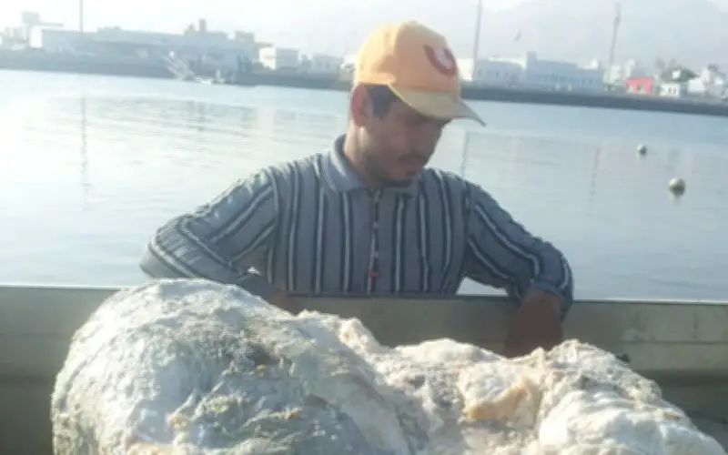 Long Diên Hương: Kho Báu Biển Quý Hiếm Được Săn Lùng Với Giá Trị Hàng Tỷ Đồng