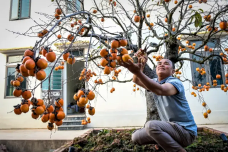 Cây hồng cổ Hải Hậu: 'Thỏi nam châm' triệu đô hút khách Tết