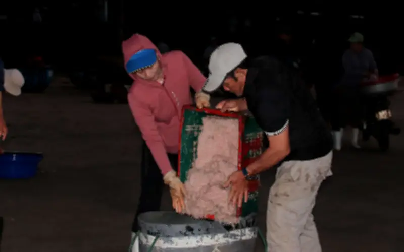 Bờ biển Thọ Quang nhộn nhịp từ sớm, ruốc biển được mùa nhưng mất giá