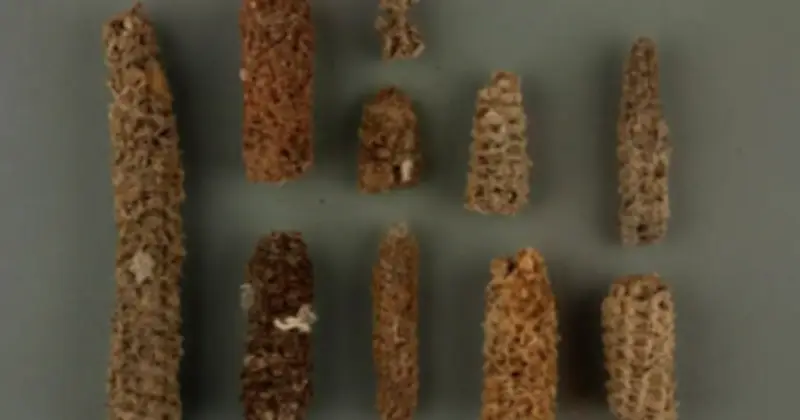 Bí Mật Phân Chim Biển Giúp Vương Quốc Cổ Đại Peru Thịnh Vượng Giữa Sa Mạc