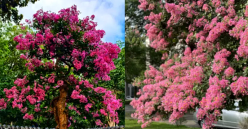 Bí Mật Phong Thủy Đằng Sau Sắc Tím Bằng Lăng Trong Biệt Thự Triệu Đô