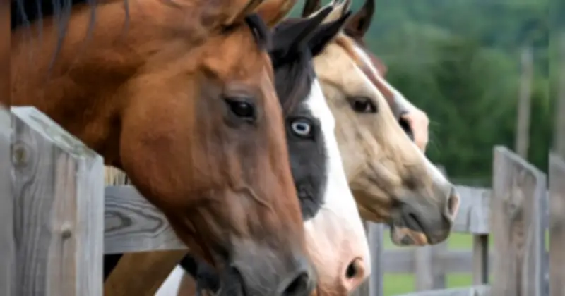 Bí ẩn đằng sau kiếp làm thuê của loài ngựa: Khả năng đọc tâm trí và cuộc cách mạng nông nghiệp