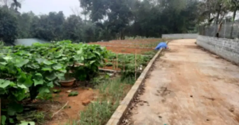 Bộ Nông nghiệp và Môi trường thiết lập đường dây nóng tiếp nhận phản ánh vi phạm đất đai