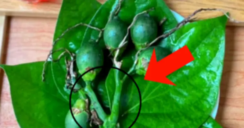 Bí quyết chọn cau thắp hương: Độ 'già tới' quan trọng hơn kích thước