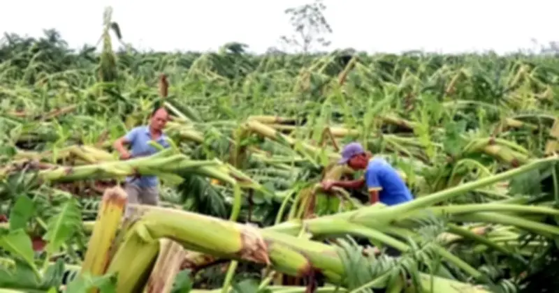Bộ Tài chính đề xuất nâng mức hỗ trợ và mở rộng đối tượng bảo hiểm nông nghiệp