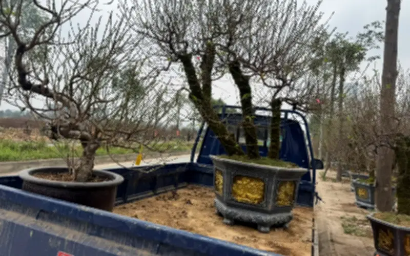 Đào Bắc Năm Tiến: Số Lượng Năm Sau Tăng Hơn Năm Trước