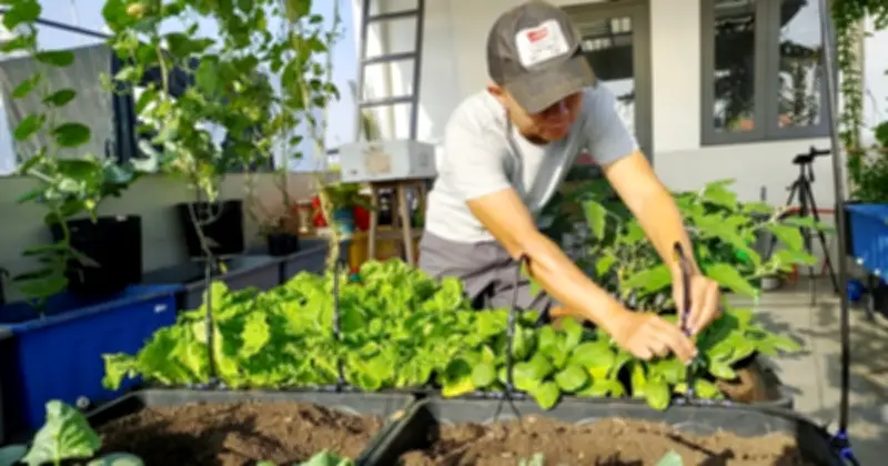 Vườn rau ban công héo rũ sau Tết: Kinh nghiệm giữ xanh từ chuyên gia