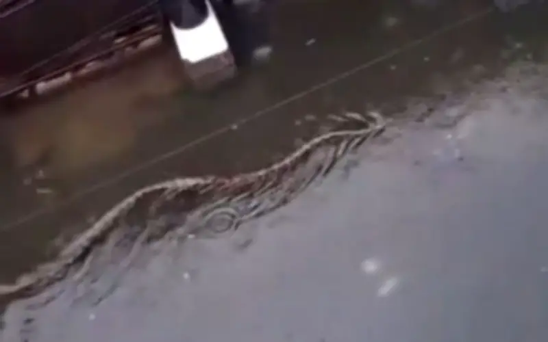 Bali chìm trong lũ lụt nghiêm trọng, trăn lớn xuất hiện giữa dòng nước ngập