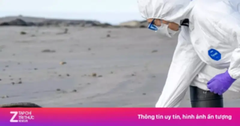 Bang California Phong Tỏa Điểm Ngắm Hải Cẩu Voi Vì Dịch Cúm Gia Cầm H5N1