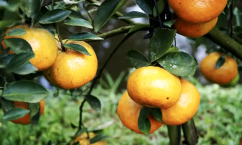 Bác sĩ gợi ý 10 bài thuốc giải rượu hiệu quả từ thảo dược thiên nhiên