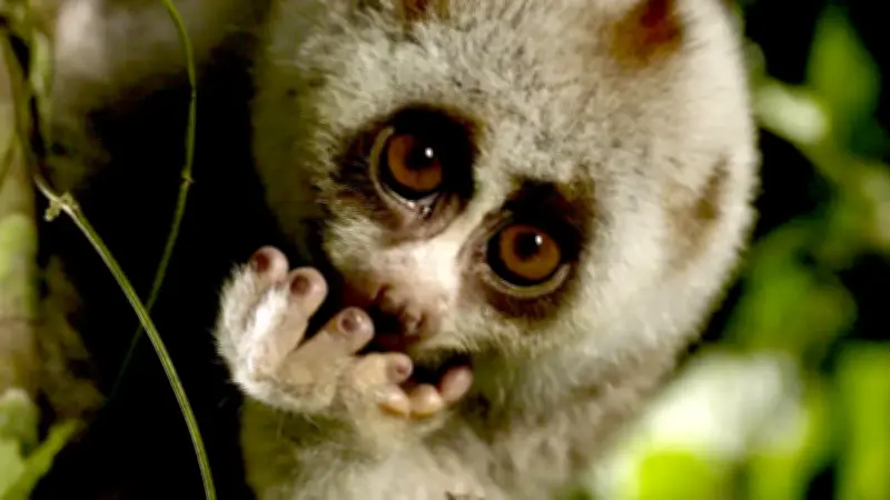 Kênh Bỉ Khám Phá Thiên Nhiên Bí Ẩn Và Kho Báu Sinh Học Của Việt Nam