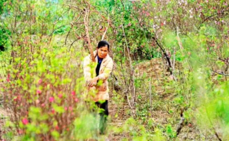 Bãi Bồi Sông Lèn Mùa Xuân: Hơi Thở Phù Sa Và Nhịp Sống Bình Yên Sau Lũ