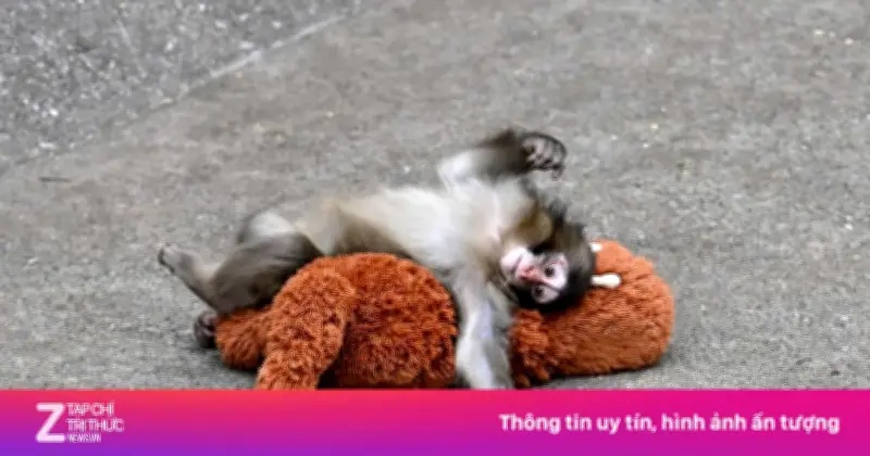 Bi kịch khỉ Punch: Lý giải nguyên nhân động vật mẹ bỏ rơi con non