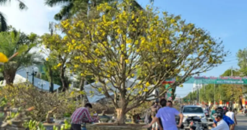 Cây mai vàng 'ngũ phúc' tiền tỷ thu hút đám đông tại chợ hoa Xuân Quảng Ngãi
