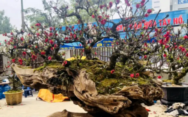 Đào thất thốn bạc tỷ xuống phố, thị trường hoa Tết Hà Nội nóng rực