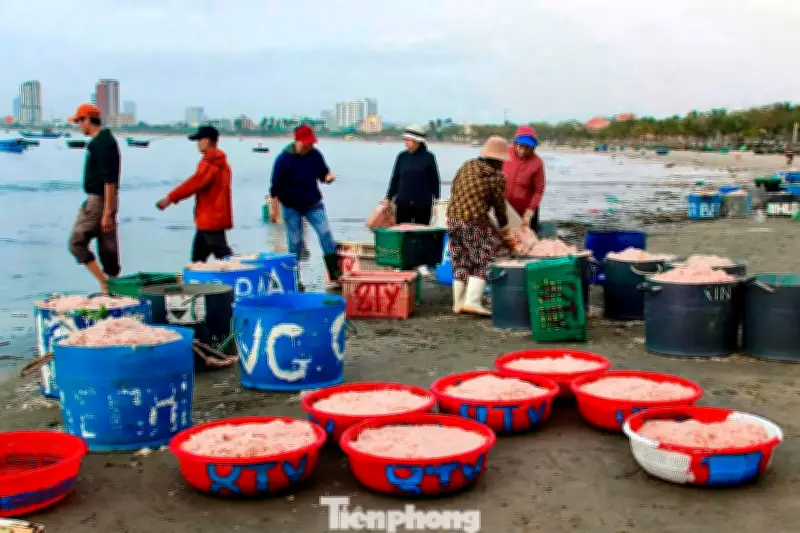 Biển Thọ Quang rộn ràng mùa ruốc trúng mùa nhưng giá rớt thê thảm