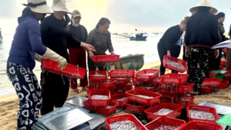 Bến cá Nhân Trạch nhộn nhịp sau Tết, ngư dân Quảng Trị trúng đậm mực tươi