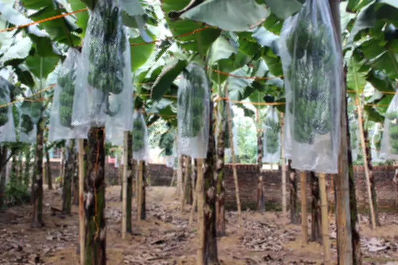 Bản Nguyên Xanh Mướt Chuối Tiêu, Nông Dân Phấn Khởi Với Giá Tết Cao Ngất