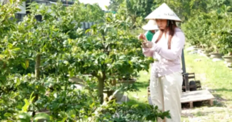 Vườn mai bonsai cận Tết: Từ gốc xù xì đến tác phẩm nghệ thuật triệu đô