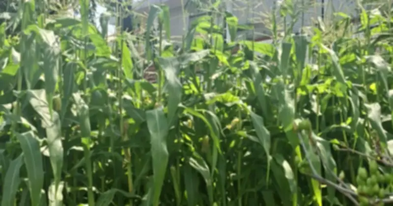 Bắp trồng chậu trở thành xu hướng chưng Tết độc đáo tại TP.HCM