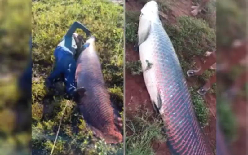 Câu được cá hải tượng long khổng lồ 135kg, ngư dân Brazil ghi dấu ấn lịch sử