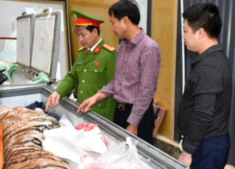 Bắt giữ hai đối tượng mua hổ 400 kg nấu cao bán dịp Tết tại Thanh Hóa