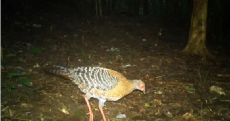 Bẫy ảnh ghi nhận 27 loài động vật hoang dã tại di sản Mỹ Sơn, Đà Nẵng