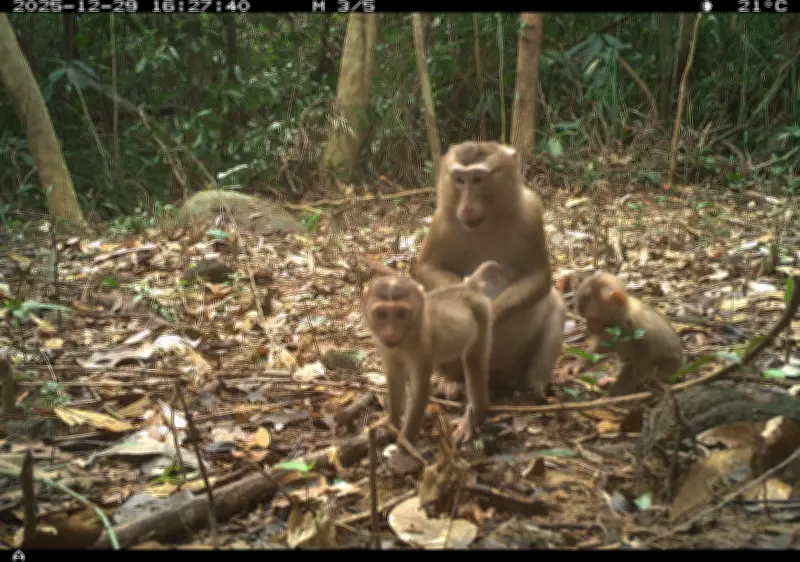 Bẫy ảnh ghi nhận 27 loài động vật quý hiếm tại Di sản Văn hóa Thế giới Mỹ Sơn