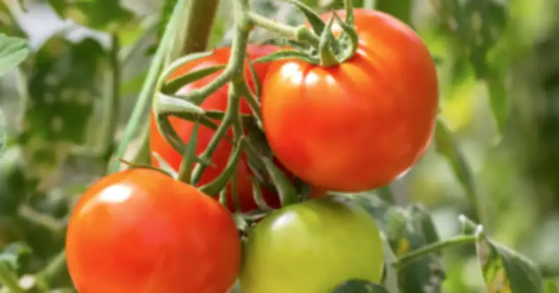 Cà chua có mùi bỏng ngô: Thành tựu chỉnh sửa gene từ Trung Quốc