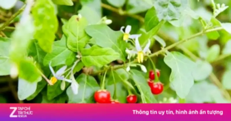 Cà Gai Leo: 'Thần Dược' Mọc Hoang Hỗ Trợ Điều Trị Bệnh Gan