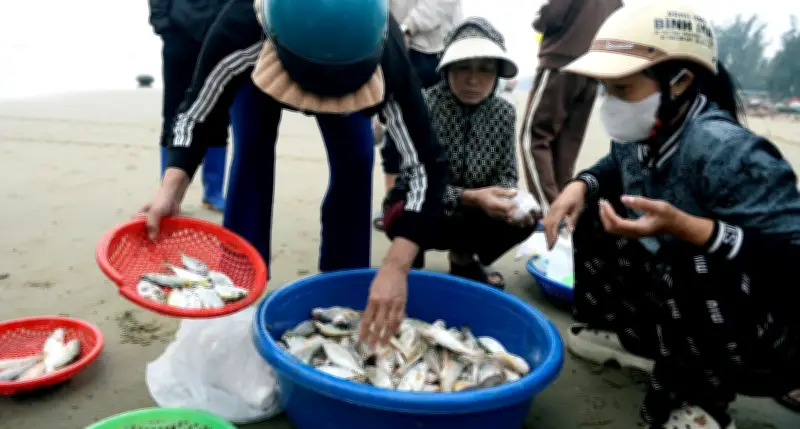 Cá Khoai Đắt Đỏ, Hải Sản Thanh Hóa Tăng Giá Mạnh Sau Tết Do Nguồn Cung Khan Hiếm